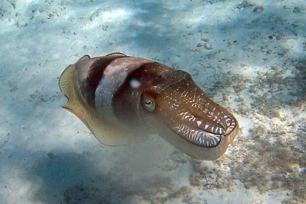 12 Types of Cuttlefish: Species, Facts and Photos