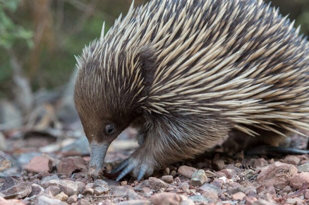 4 Types of Echidnas: Species, Facts and Photos