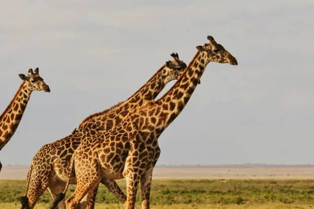 4 Types of Giraffes: Species, Facts and Photos