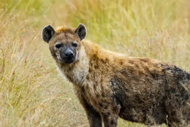 4 Types of Hyenas: Facts and Photos