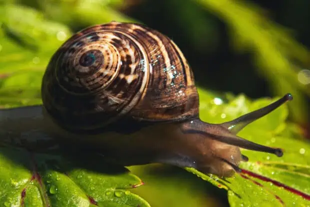 20 Types of Mollusks: Species, Facts and Photos