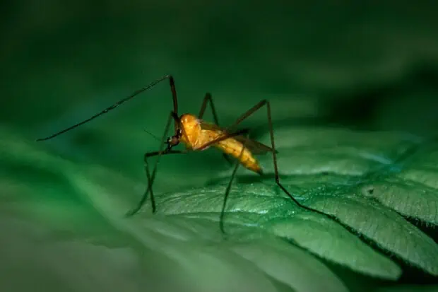 16 Types of Mosquitos: Species, Facts and Photos