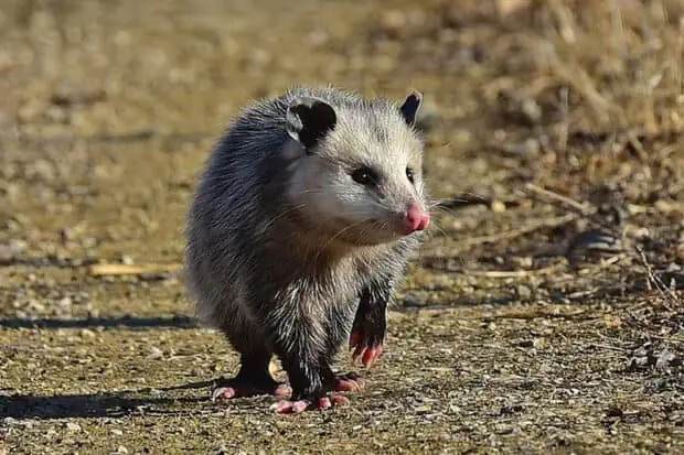 12 Types of Opossums: Species, Facts and Photos