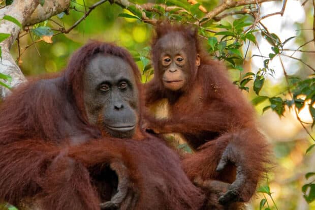 3 Types of Orangutans: Species, Facts and Photos