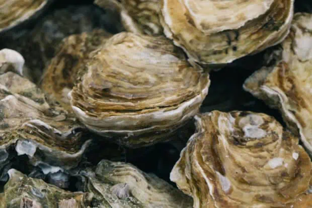 11 Types of Oysters: Species, Facts and Photos