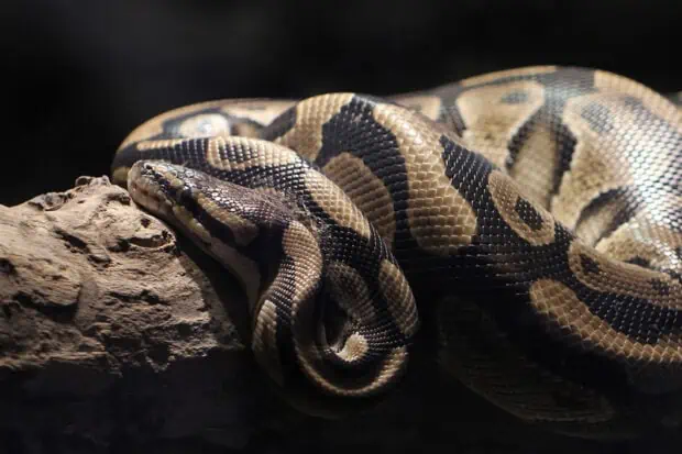 20 Types of Pythons: Species, Facts and Photos