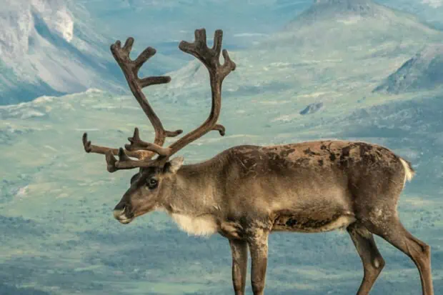 6 Types of Reindeer: Species, Facts and Photos