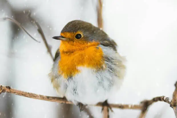 10 Types of Robin: Species, Facts and Photos