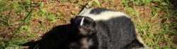types of skunk