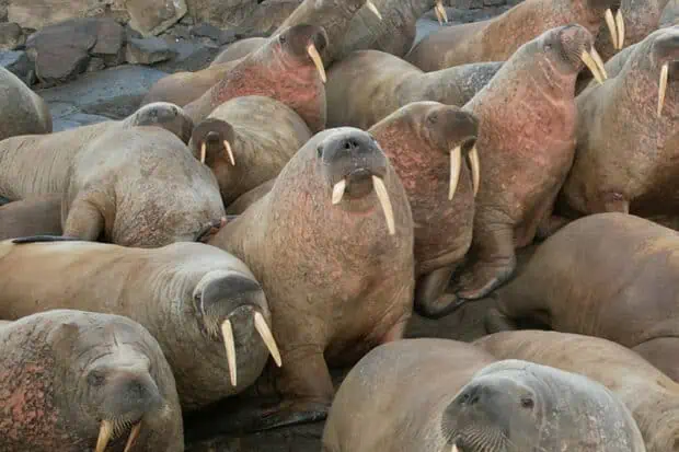 3 Types of Walruses: Subspecies, Facts and Photos
