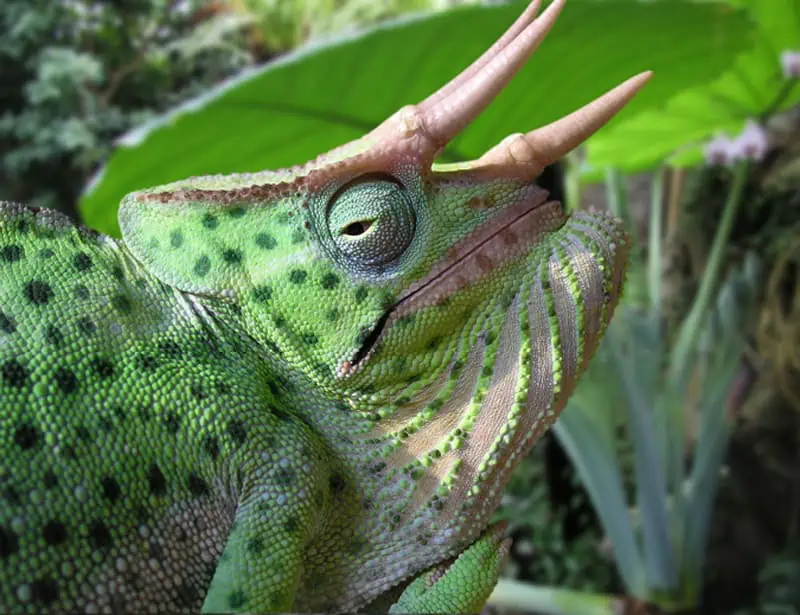 Usambara Three-Horned Chameleon