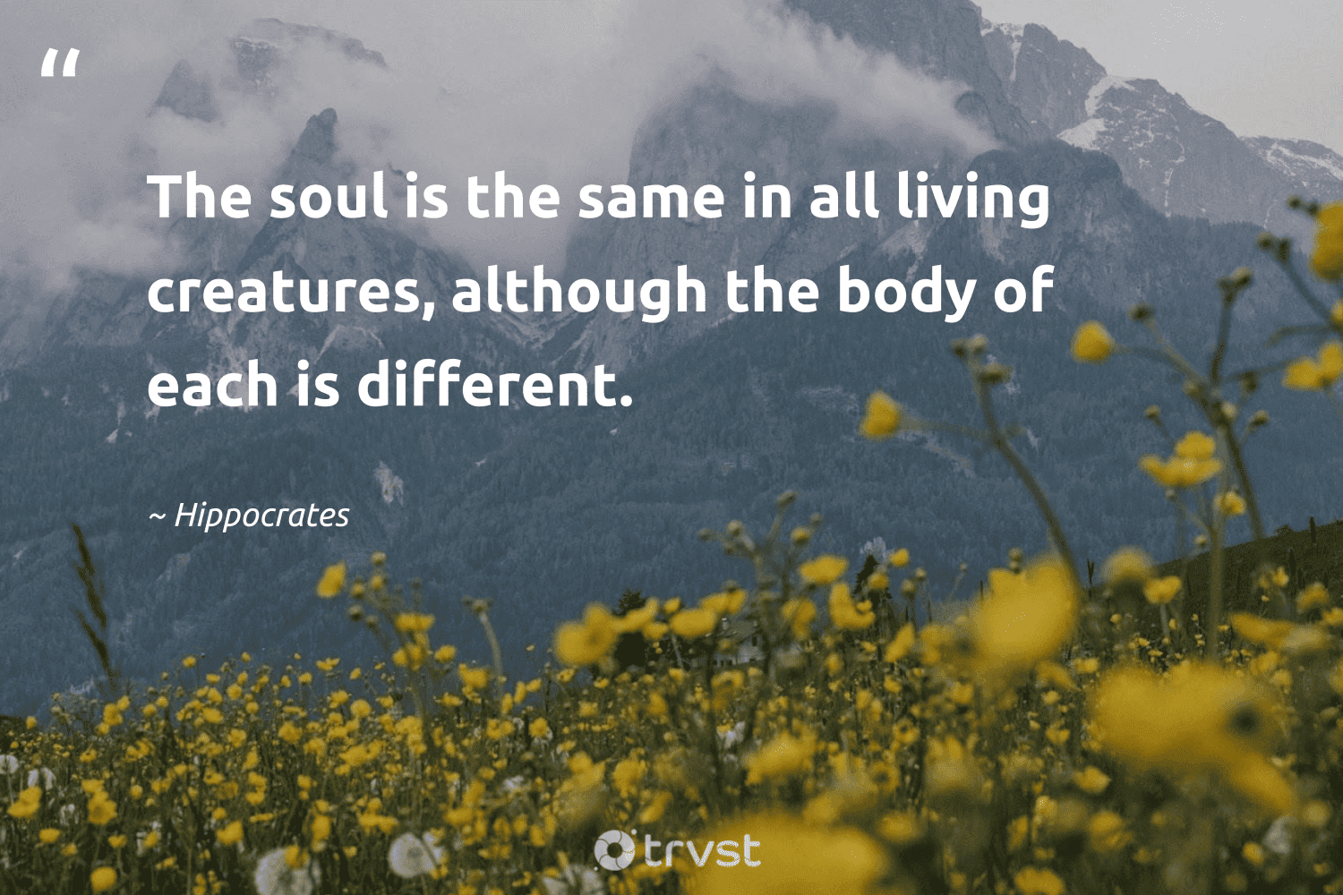 "The soul is the same in all living creatures, although the body of each is different." -Hippocrates #trvst #quotes #changetheworld #bethechange #vegan 