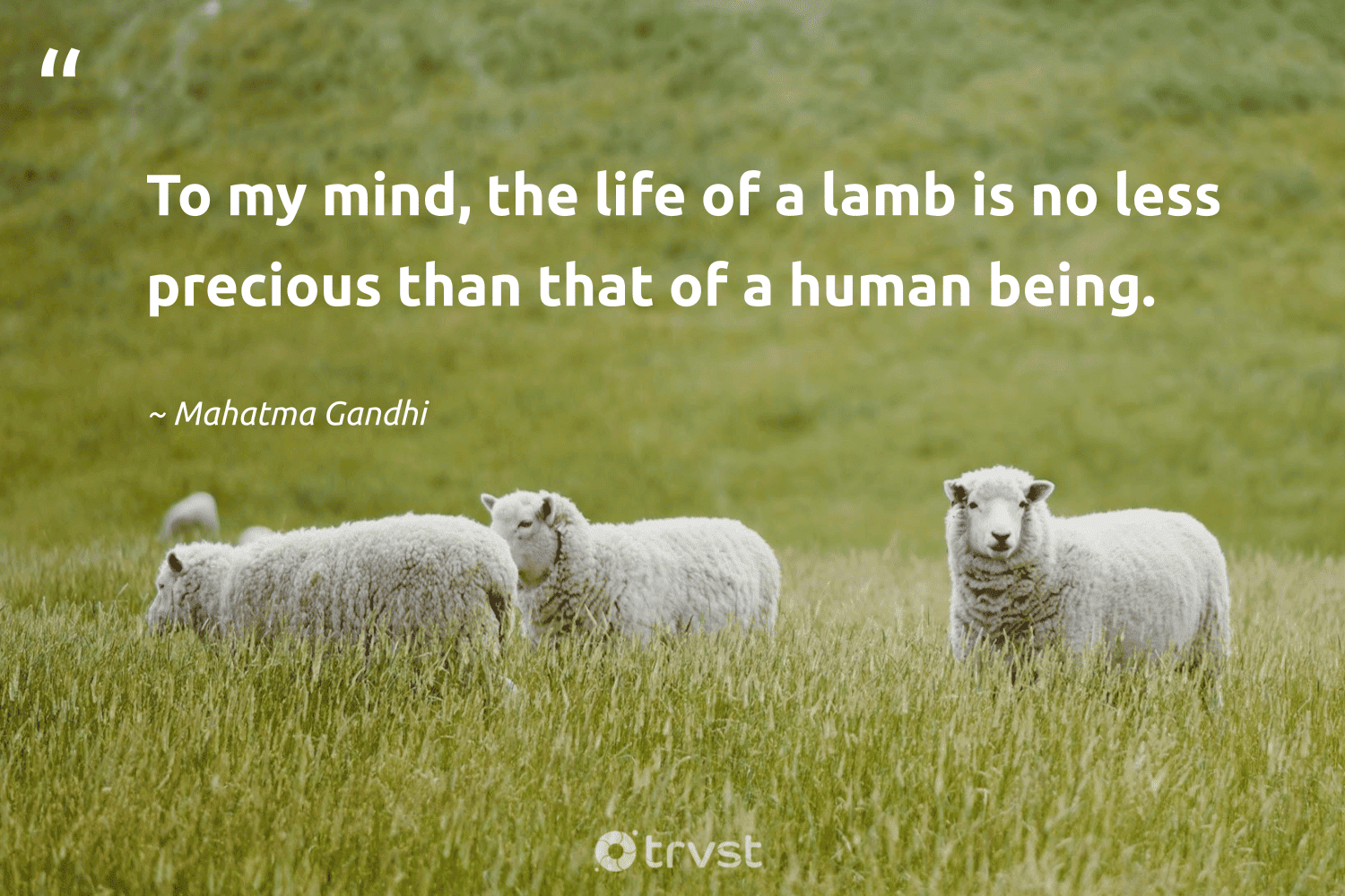 "To my mind, the life of a lamb is no less precious than that of a human being." -Mahatma Gandhi #trvst #quotes #bethechange #gogreen #vegan #life #human 