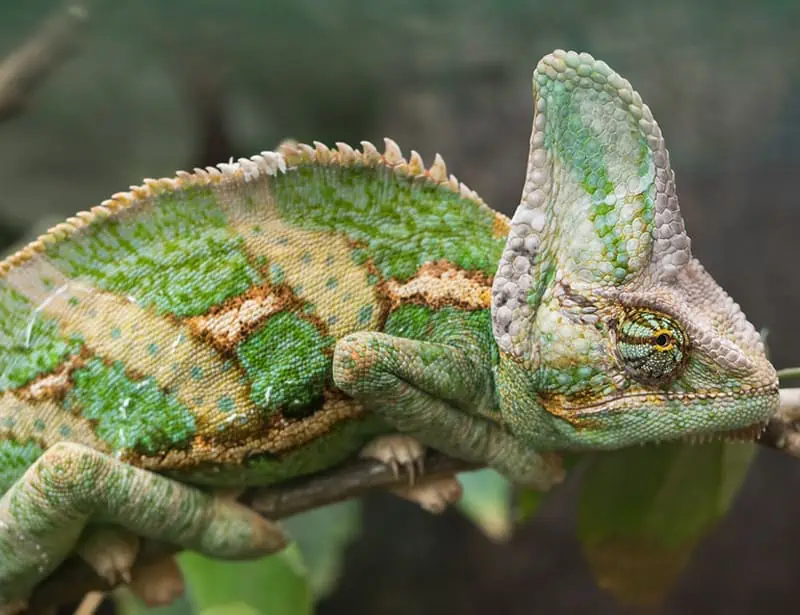Veiled Chameleon