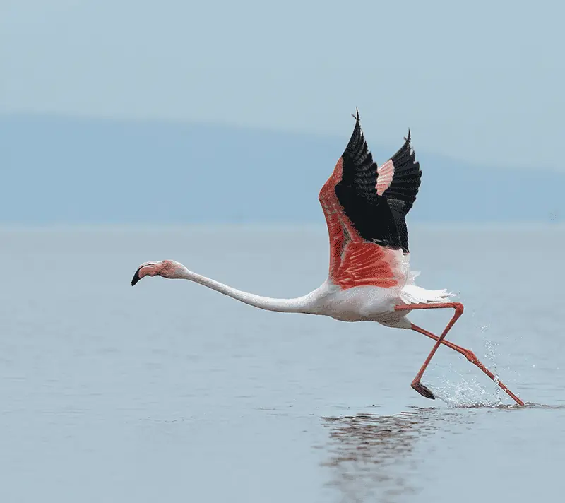 Flamingos flying over a lake against a pastel-colored sunrise.