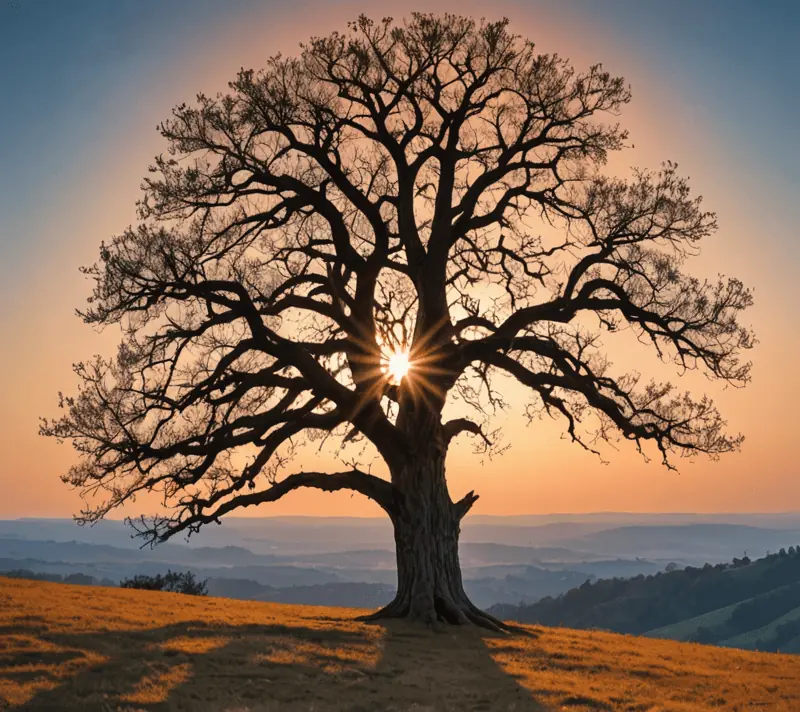 Solitary oak tree on a hill at sunrise