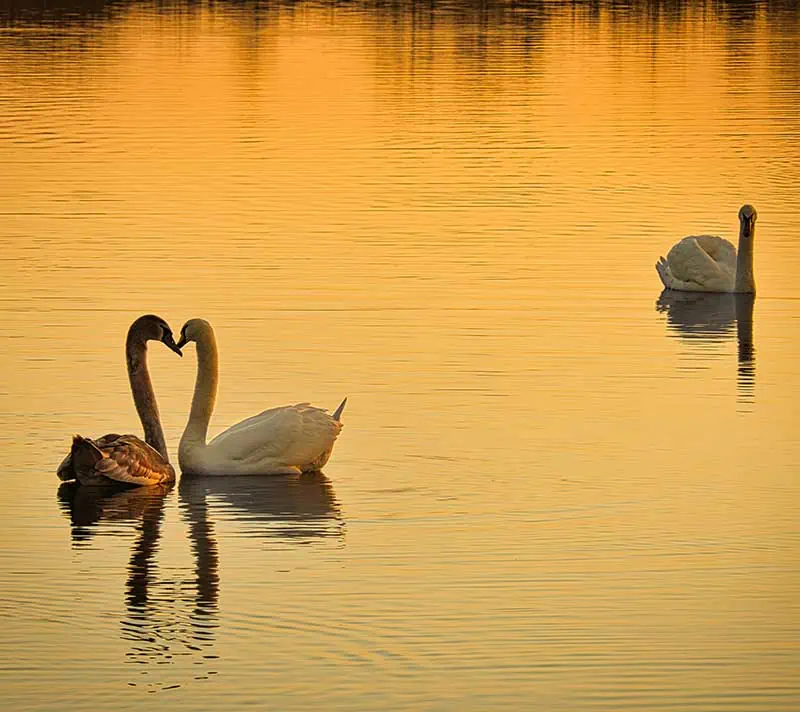 Swans forming a heart shape on a calm lake at twilight.