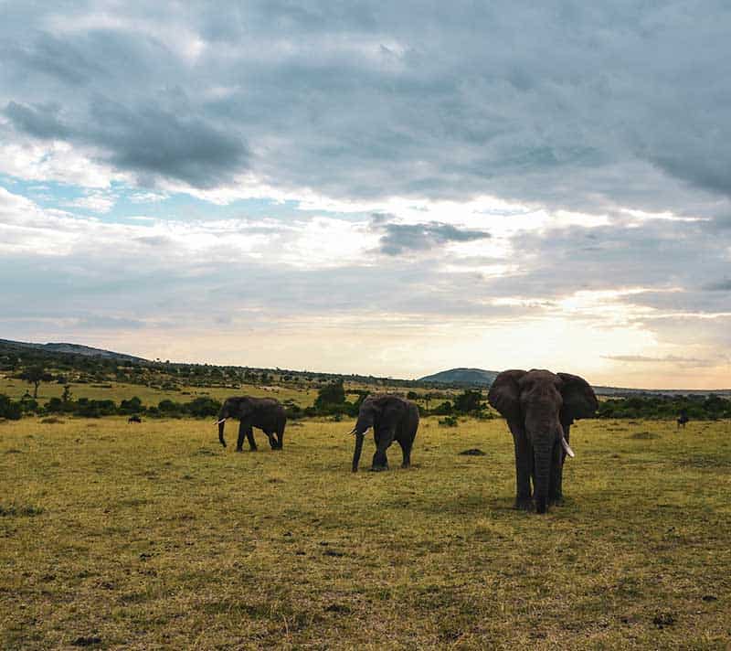 Silhouettes of elephant herd in savanna at sunset, unity in motion, warm earthy tones.