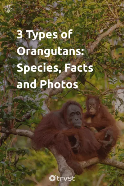 Pin Image Portrait 3 Types of Orangutans: Species, Facts and Photos