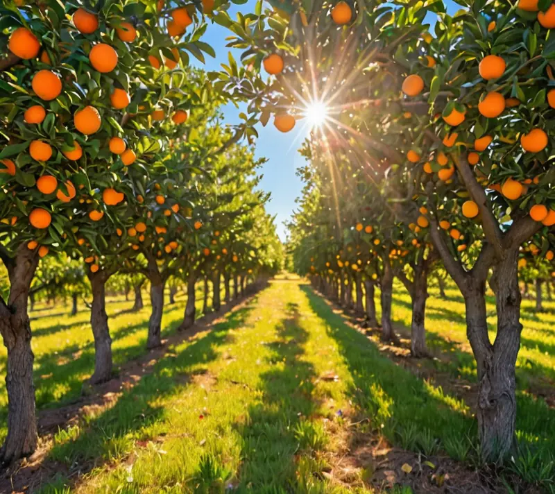 Bright orange orchard under a sunny blue sky, symbolizing vitality and enthusiasm