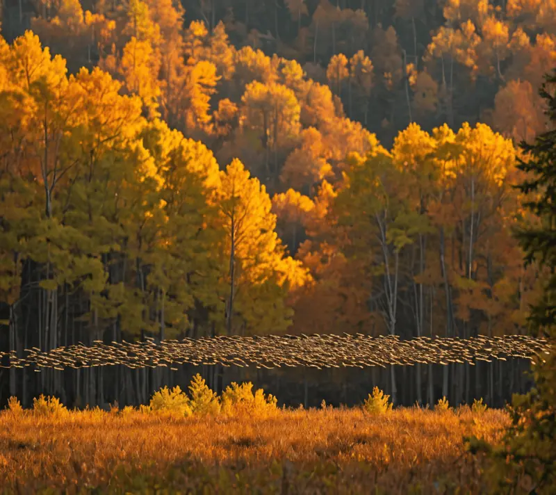Bright migratory birds in formation above autumn forest during golden hour, embodying the majesty of wildlife.