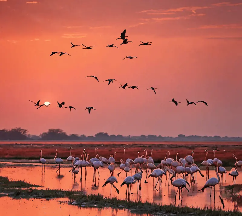 Flock of flamingos taking flight from a marshland at sunset