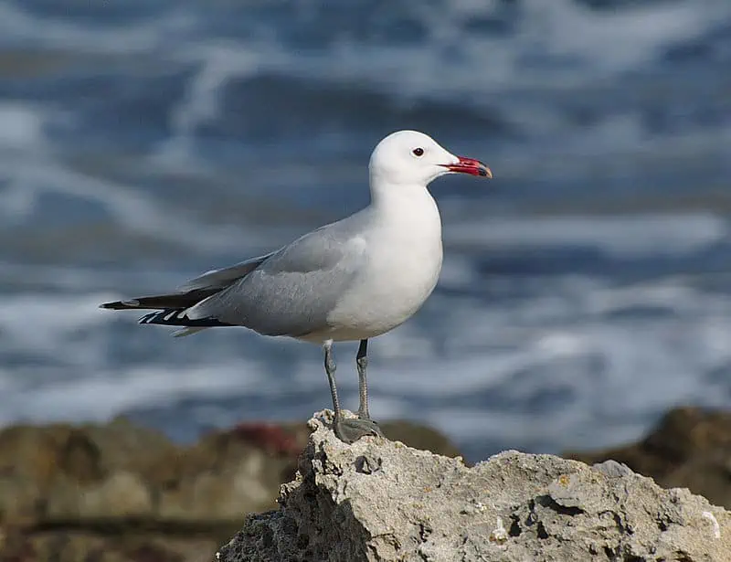 Audouin's Gull
