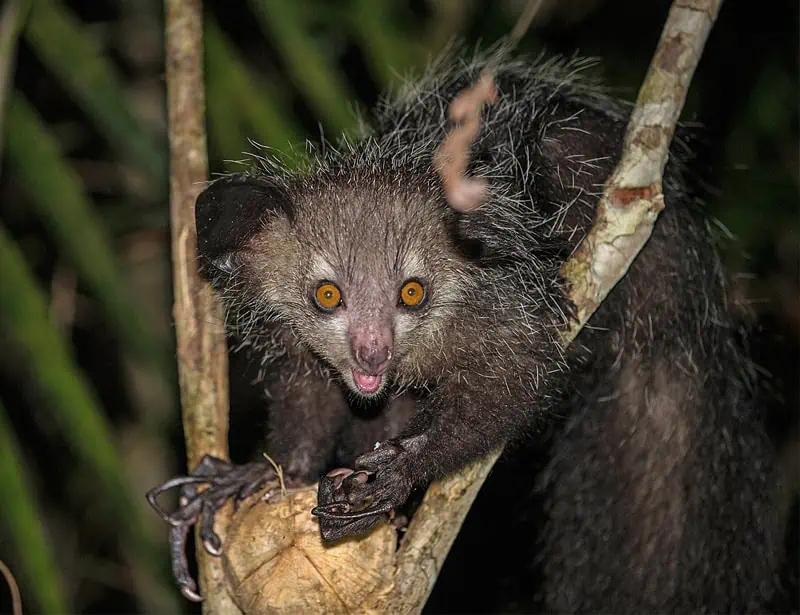 Aye-Aye