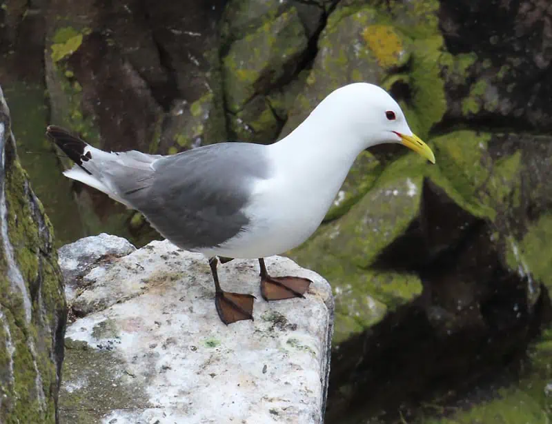 Black-legged Kittiwake