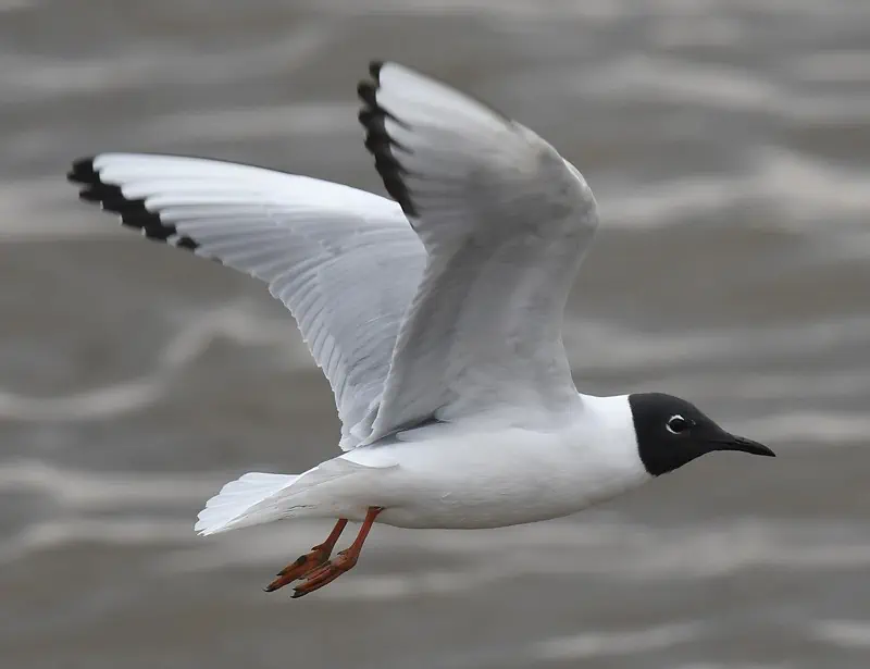 Bonaparte's Gull