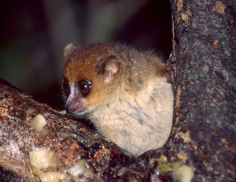 Brown Mouse Lemur