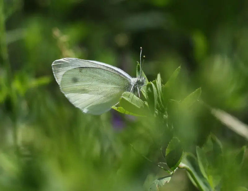butterfly on plant
