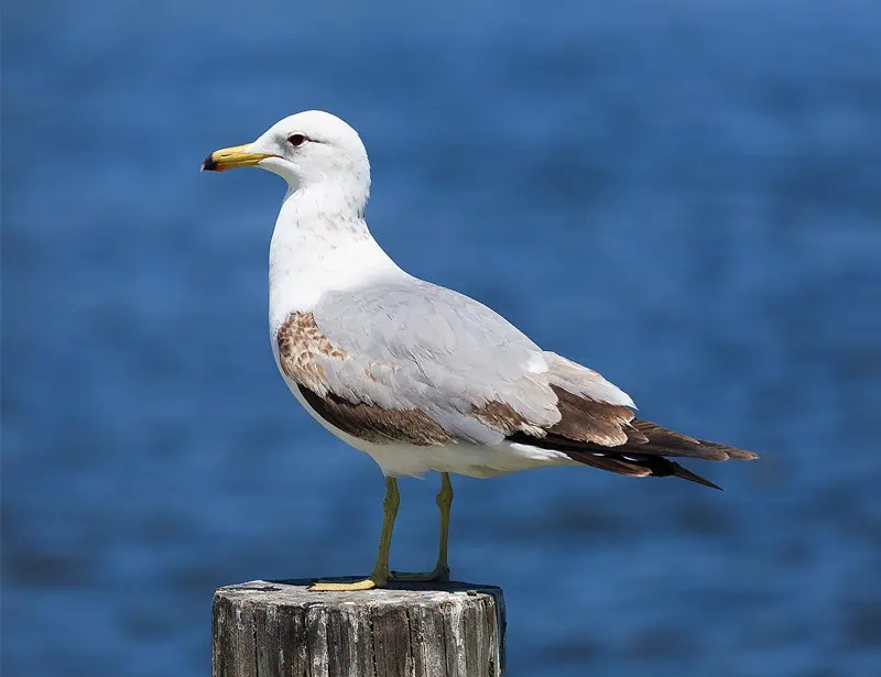 california gull