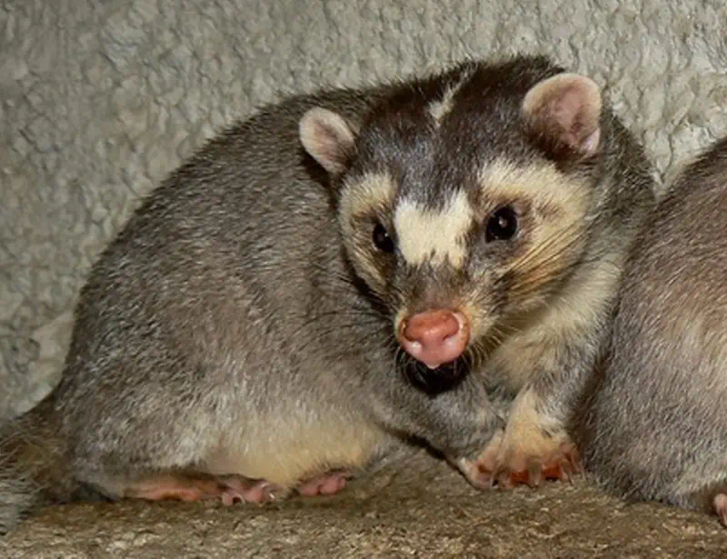  Chinese Ferret-badger 