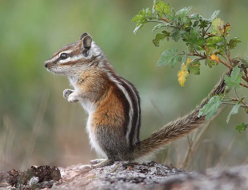 Colorado Chipmunk 