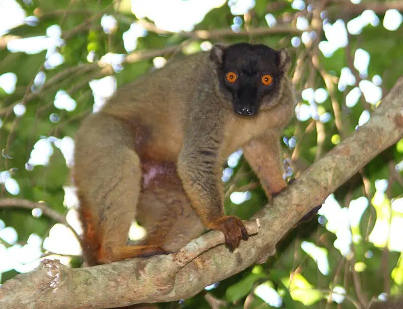 Common Brown Lemur