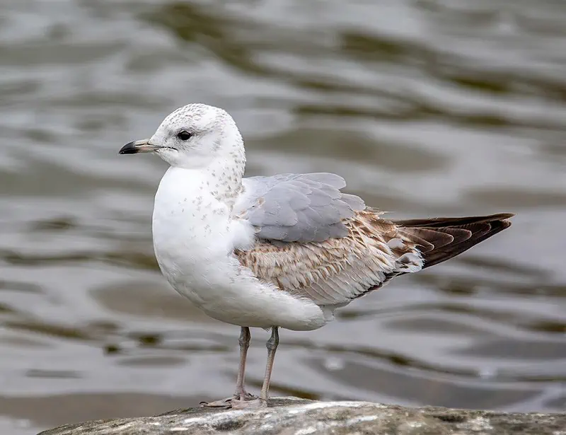 common gull