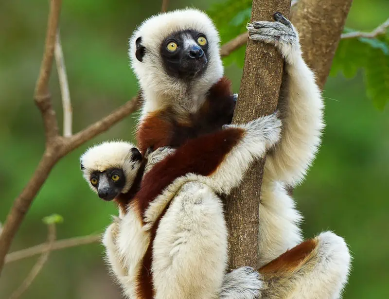 Coquerel's Sifaka