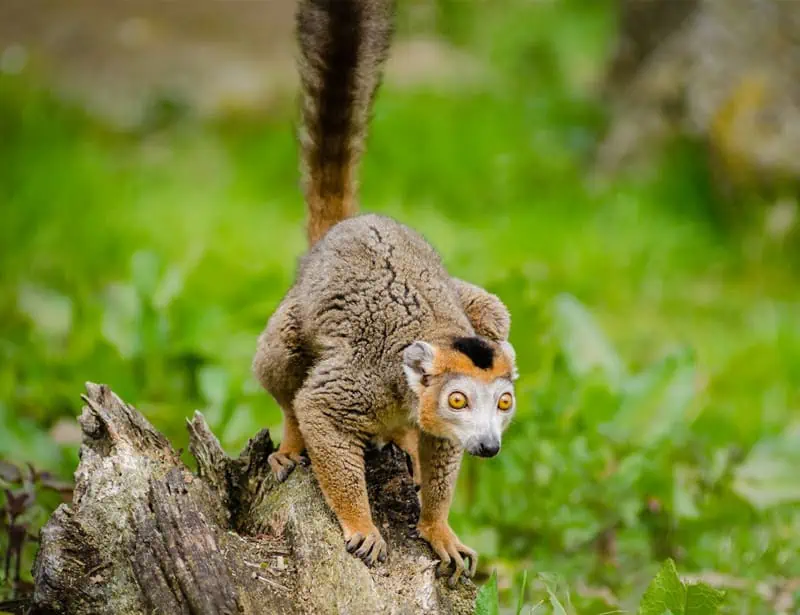 Crowned Lemur