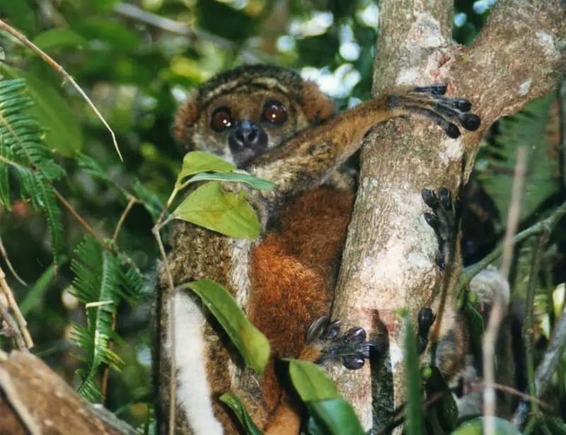 Eastern Woolly Lemur