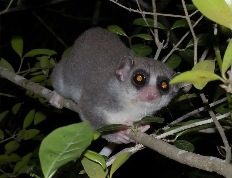 Fat-tailed Dwarf Lemur