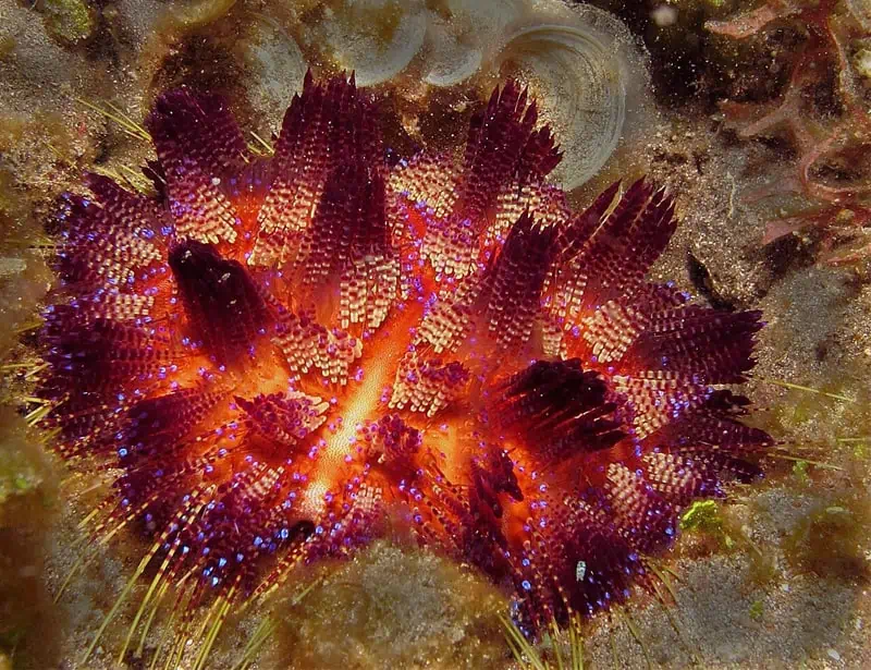 Fire Urchin