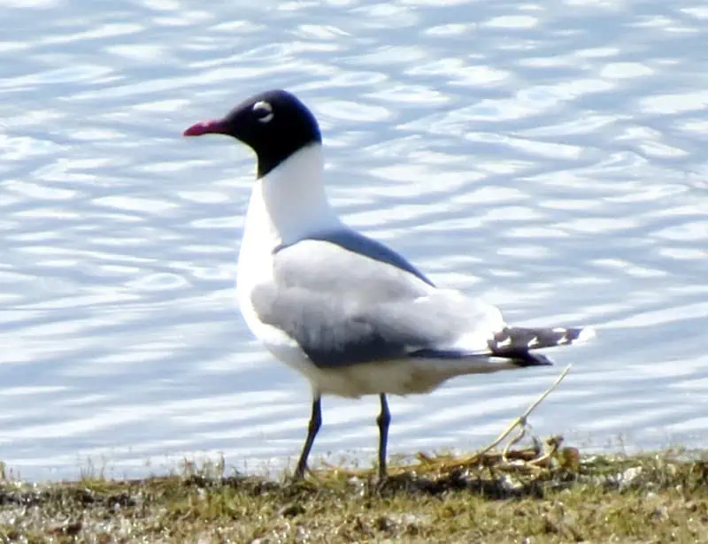 Franklin's Gull