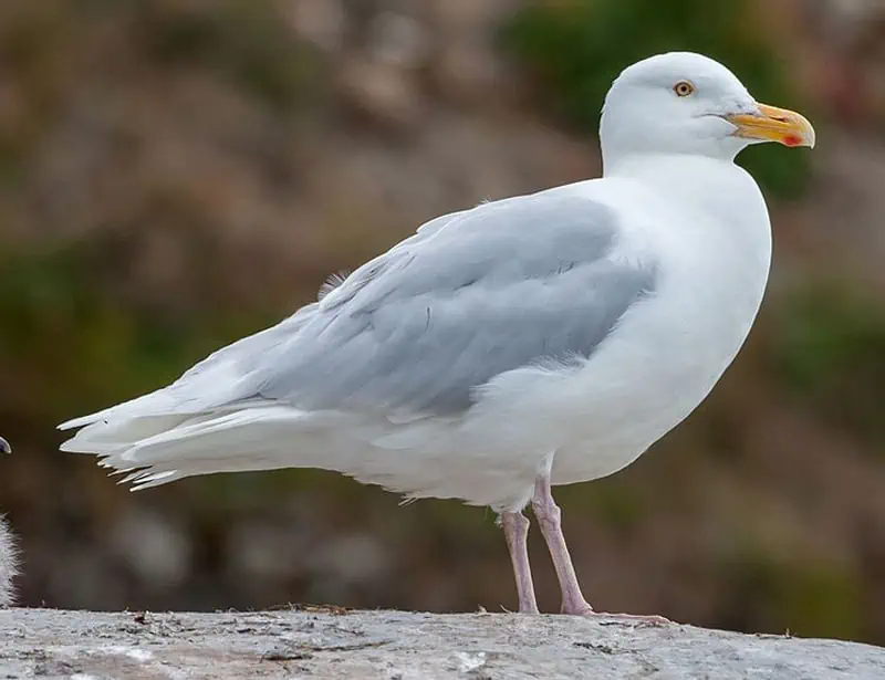Glaucous Gull