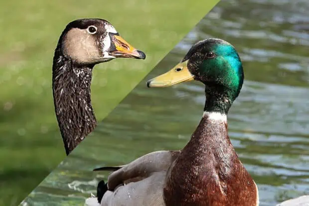 Goose vs. Duck: Similarities And Differences Explained
