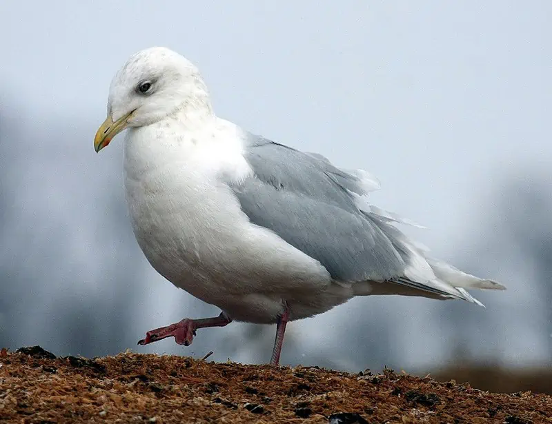 Iceland Gull
