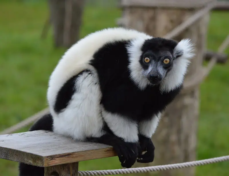 Indri Lemur