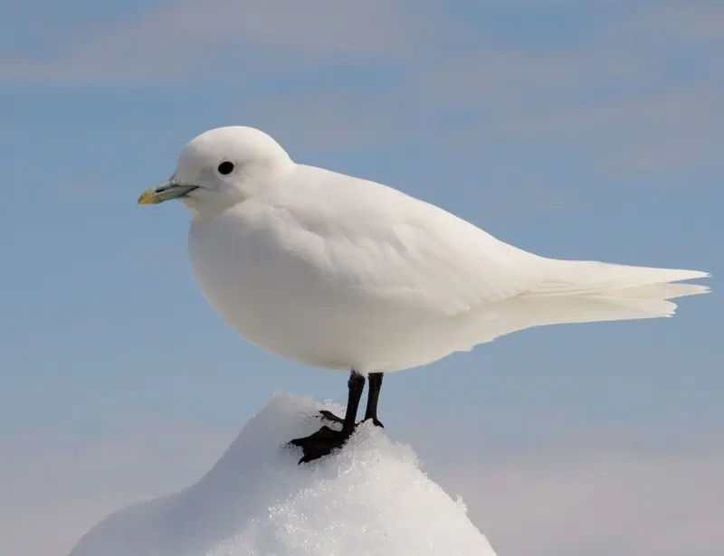 Ivory Gull