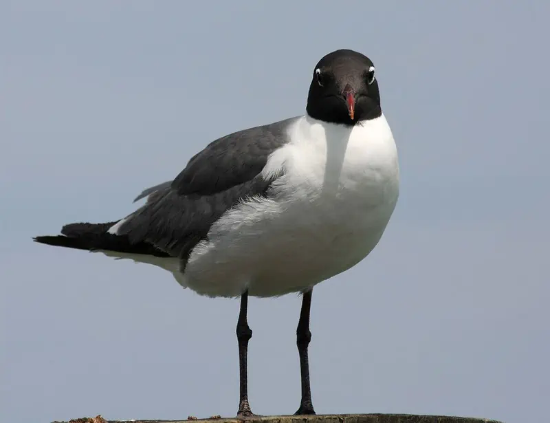 Laughing Gull