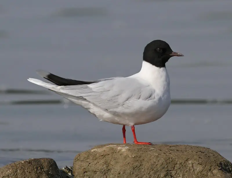 Little Gull